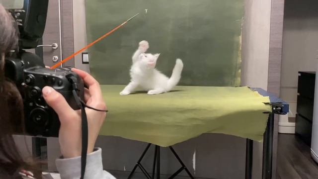 Мои котята мейн куны позируют фотографу смотреть онлайн