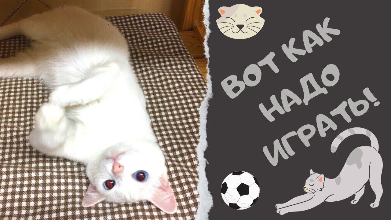 Вот как надо играть! (Стрелочка. Котики играют)