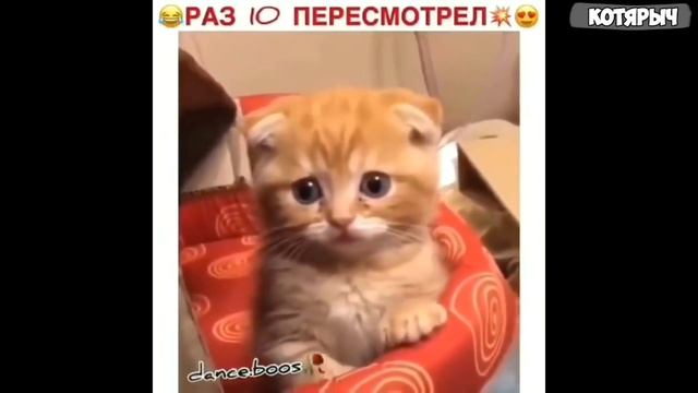 Я РЖАЛ ПОЛ ЧАСА? ОЧЕНЬ СМЕШНЫЕ КОТЫ И СОБАКИ??? смотреть онлайн