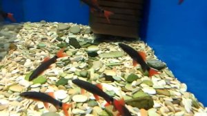 Аквариумные рыбки - Лабео.