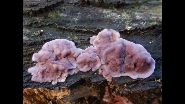 Chondrostereum purpureum смотреть онлайн