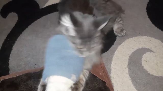 Я же тебя кормлю.А ТЫ !🐈Кошечка мейн кун.Наша жизнь в деревне.🏕#деревенскийвлог смотреть онлайн