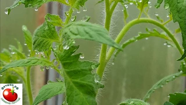 Почему опадают завязи у помидоров?