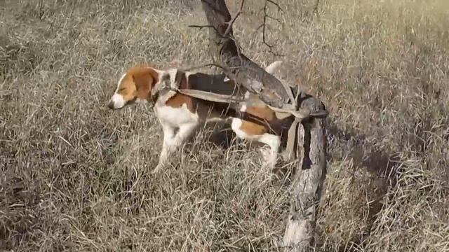 РУССКИЕ ПЕГИЕ ГОНЧИЕ.БЕЛКА И СТРЕЛКА смотреть онлайн