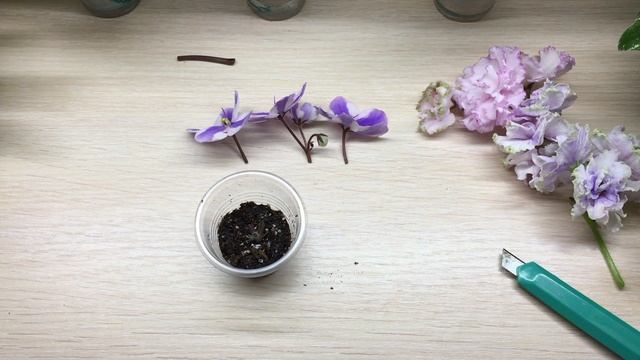 Размножение химер цветоносом и чашелисником смотреть онлайн