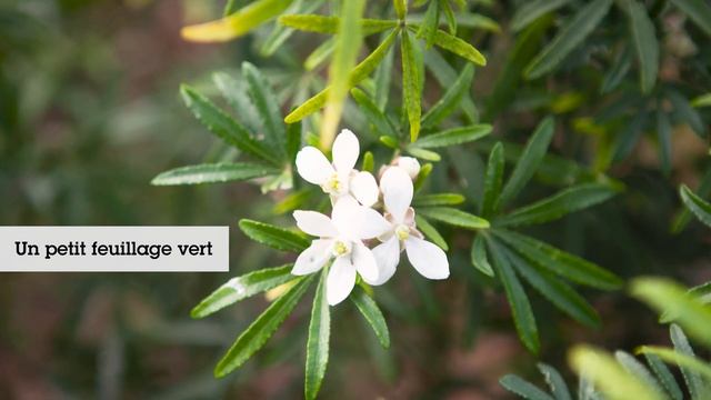 Oranger du Mexique White Dazzler : 2 floraisons par an смотреть онлайн