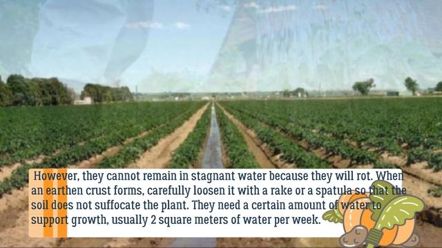 [ENG] How to grow purple potatoes. Purple potato, truffle potato, chinese, growing, fertilizing, смотреть онлайн