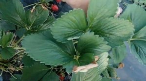 Клубника Кабрилло: полное разочарование