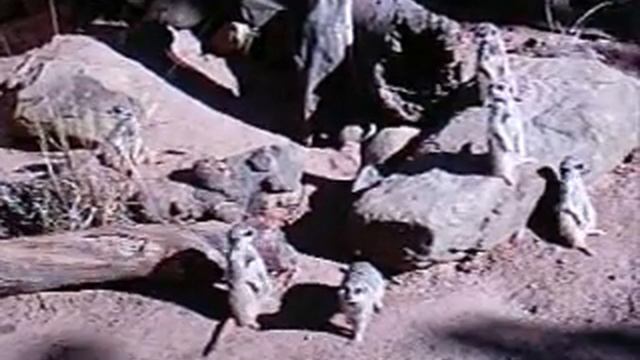 Taronga Zoo, Sydney, Australia, Part 2 смотреть онлайн