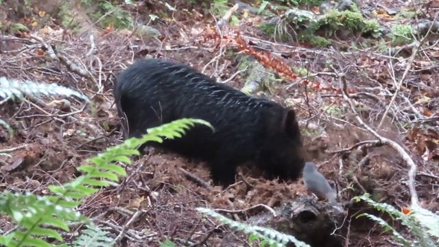 HUNTING FIORDLAND NZ - PART 3. South Island Roar hunt for Red Deer. Pigs, Epic scenery & Adventure смотреть онлайн
