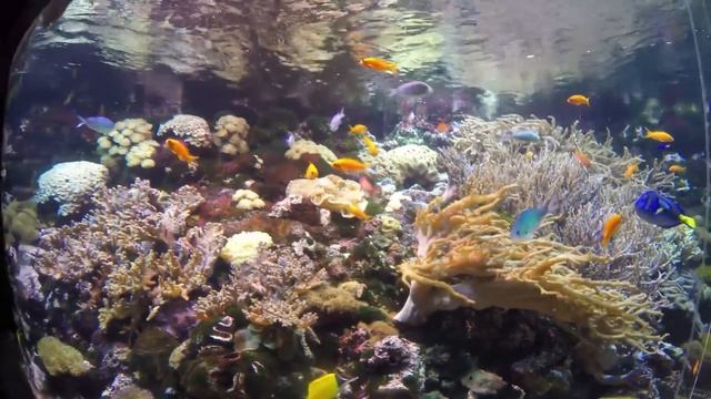 Tropicarium Budapest 4K смотреть онлайн