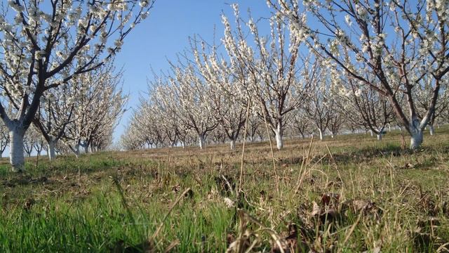 Grace Star Cherries Foul Bloom 2019 #cherries #gracestar #blossom смотреть онлайн