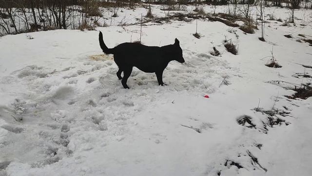 с последним снегом Ванесса и Венди чистят шерсть) смотреть онлайн