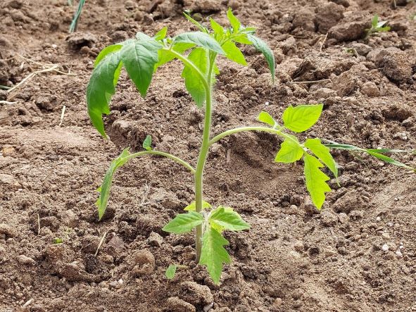Высаживаем рассаду томатов в грунт. смотреть онлайн