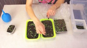 Выращивание статицы (лимониум, кермек). Часть 2 - Уход