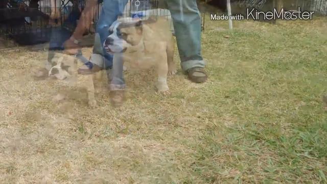 West coast bully tour 2015 смотреть онлайн