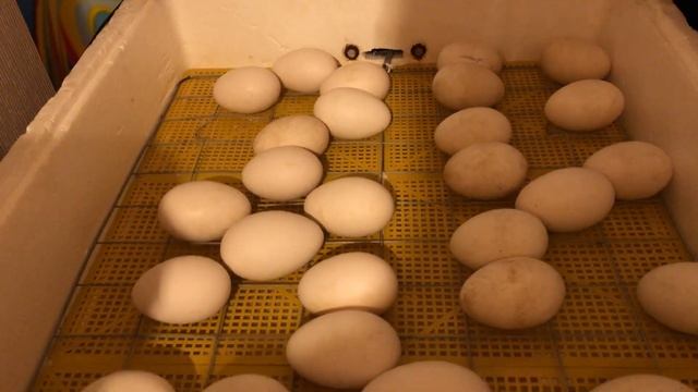 Как правильно выводить гусей и уток в инкубаторе # инкубационный период яйца #гусь #утка
