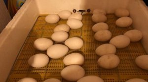 Как правильно выводить гусей и уток в инкубаторе # инкубационный период яйца #гусь #утка