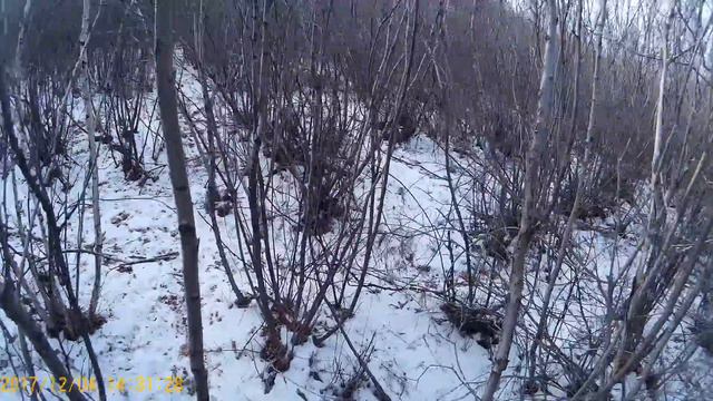 Работа русской гончей по зайцу беляку. смотреть онлайн