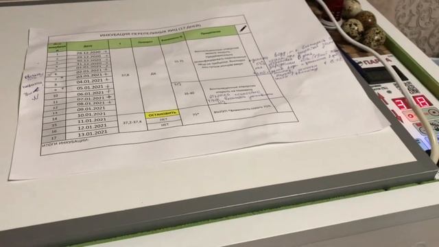 Инкубация яиц с магазина/ Миф или реальность?/Пробуем вывести перепелов смотреть онлайн