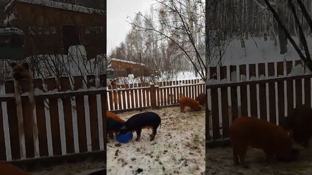 Венгерская Мангалица Зимой ? смотреть онлайн