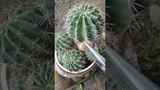 Эхинопсис. Кактусы дома. Уход и размножение кактусов. смотреть онлайн