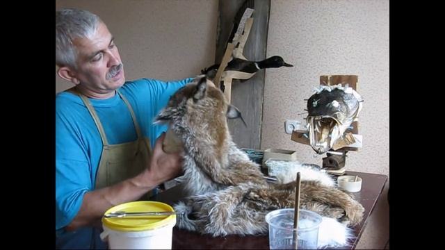 Изготовление ковра рыси. Таксидермия Бахмат В.Л. смотреть онлайн