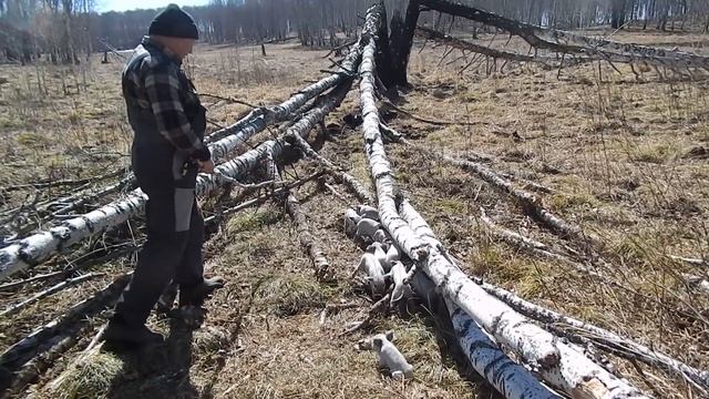 ГОСТИНЕЦ БЕГЛЯНКЕ. БИО-ФЕРМА МАНГАЛИЦА смотреть онлайн
