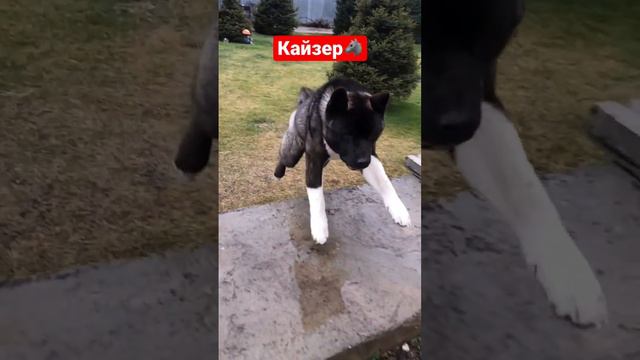 Кайзер американская акита щенок 🐺🐕🇰🇿 смотреть онлайн