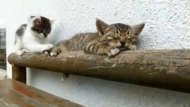 Думаю, этот полосатый кот — моё тотемное животное смотреть онлайн