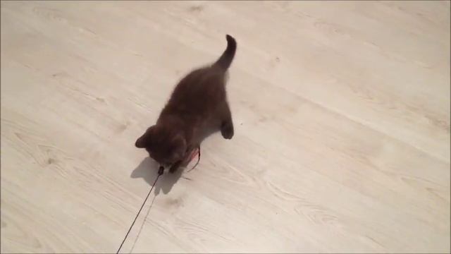 Шоколадные британские котята из питомника. Элитные малыши. смотреть онлайн