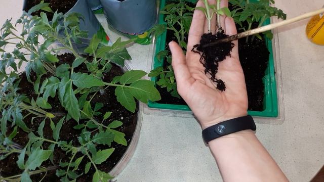 помидоры без полива шаг№1