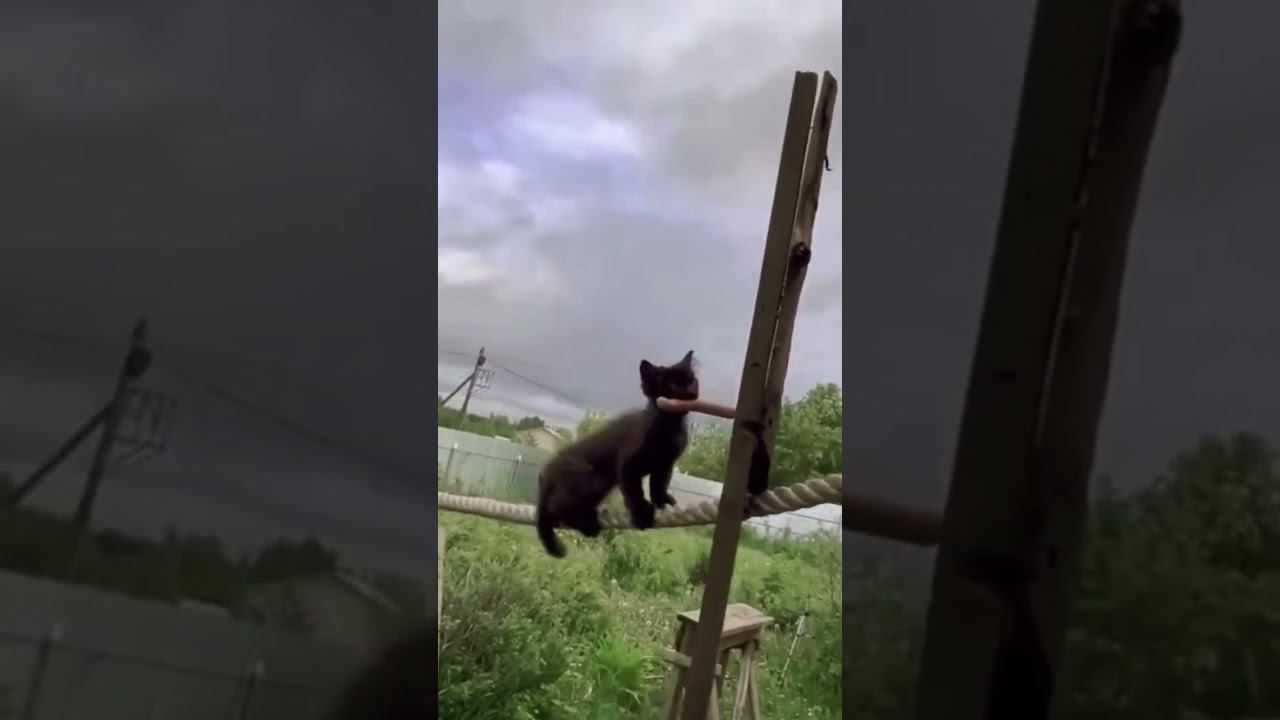 ▷Котенок расхититель сосисочных◁ смотреть онлайн