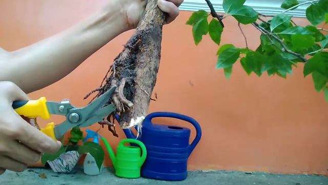 How to make bonsai bougainvillea смотреть онлайн