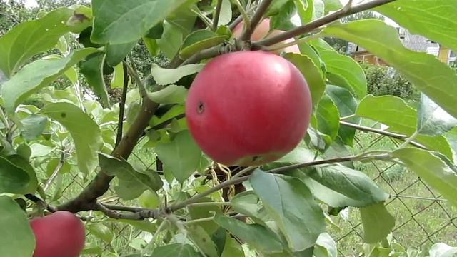 Яблоня Женева Эрли смотреть онлайн