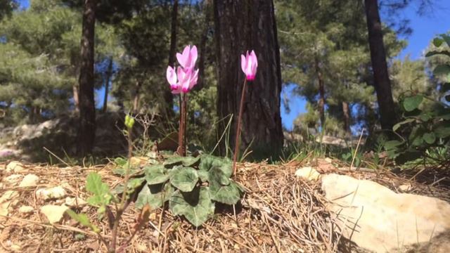 WILD FLOWERS JUDEAN hills смотреть онлайн