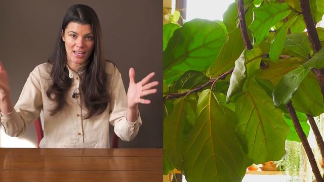 Ficus lyrata (Fiddle leaf Fig) Houseplant Care – 365 of 365 смотреть онлайн