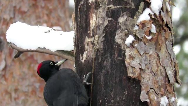 Черный дятел добывает короедов из сосны, black woodpecker смотреть онлайн