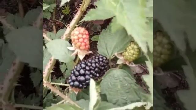 Ежевика Карака Блек смотреть онлайн