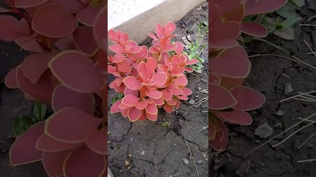 Барбарис "Руби Стар"#растения#shorts смотреть онлайн