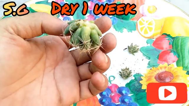 Mammillaria Longimama Cactus Propagation