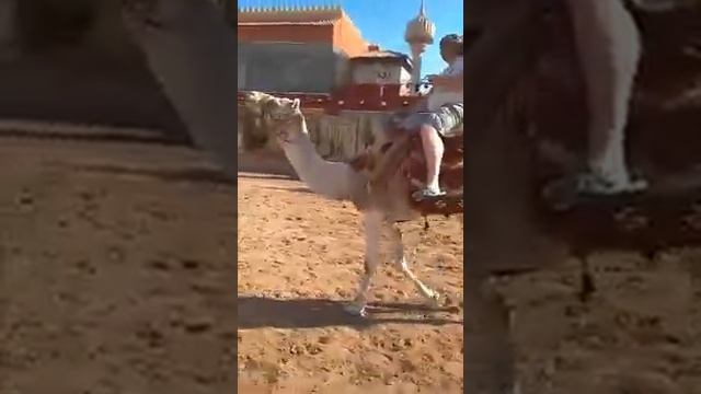 гонки на верблюдах смотреть онлайн