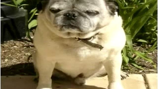A Pug Recites Shakespeare "To Be Or Not To Be" смотреть онлайн