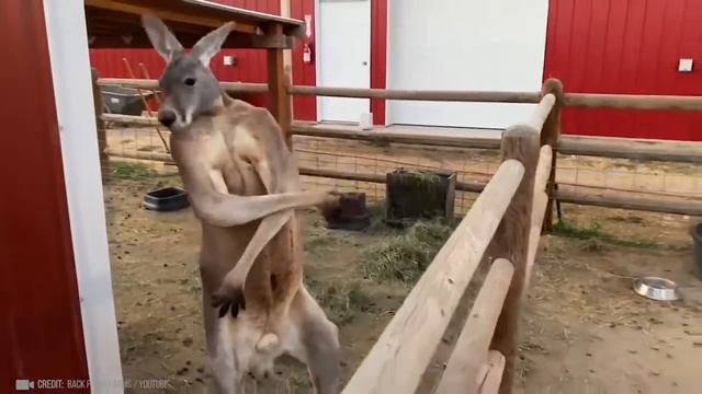 Топ 10 самый больших животных!!!!шок!!#video #poznavalka#животные #ютуб #рекомендации #топчик смотреть онлайн