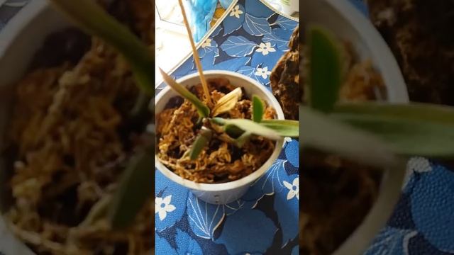 Орхидеи Каттлеи. Цикл. Часть 1. смотреть онлайн