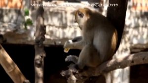 Какие опасные животные водятся в Тайланде