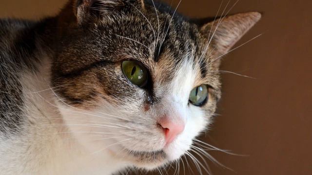 Is It Normal For Cats To Have Wet Noses? смотреть онлайн