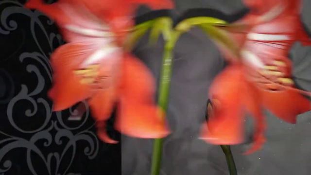 Гиппеаструм цветёт!!! смотреть онлайн