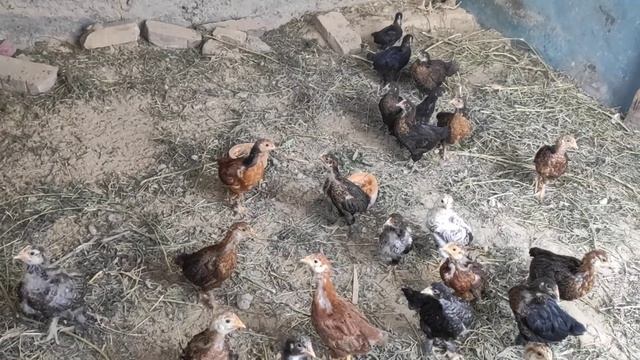 Электро привод для мангала в помощь на выходные ! смотреть онлайн