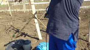 Обработка винограда после зимнего укрытия